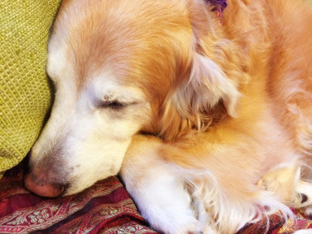 高齢期の愛犬へのカルシウム対策
