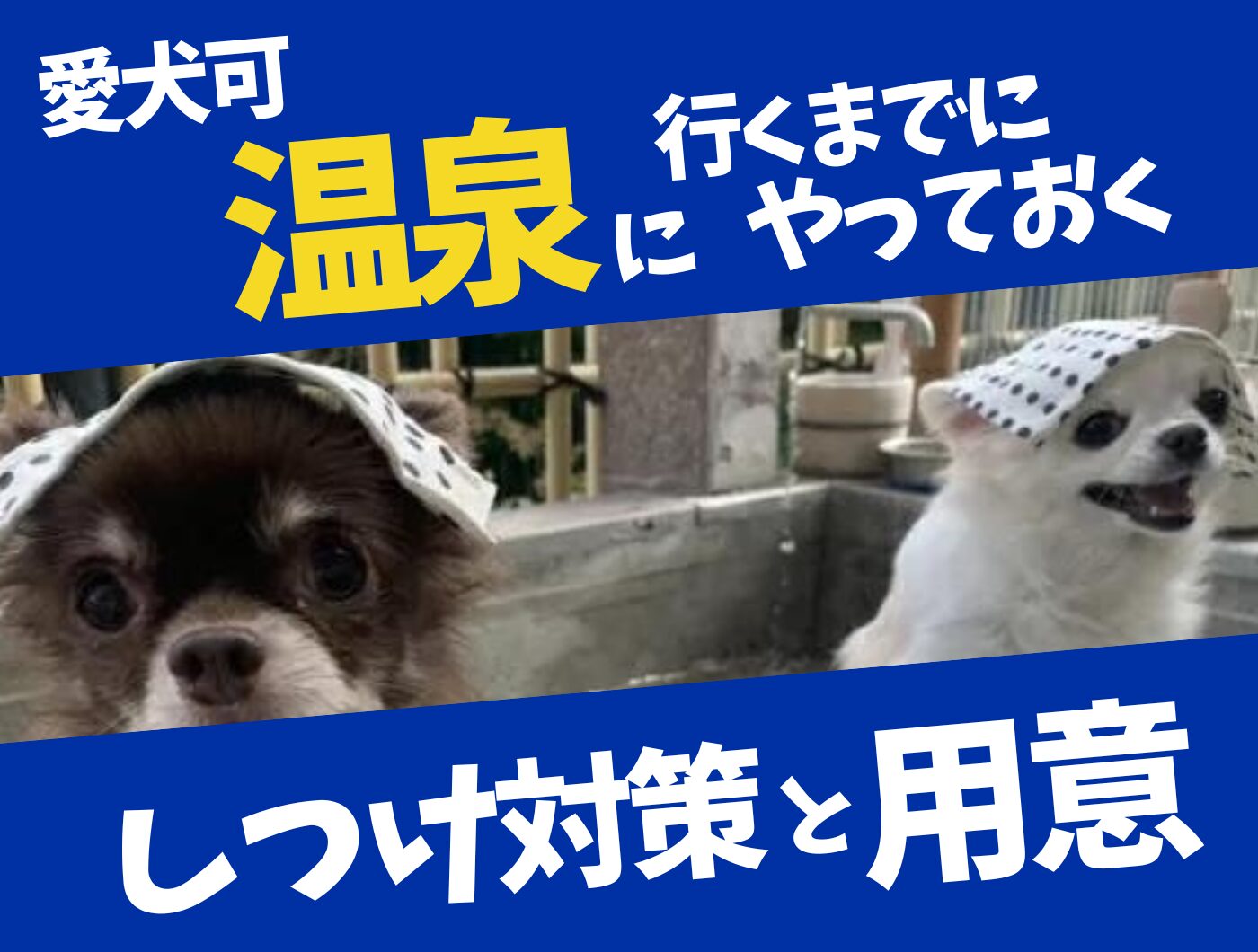 愛犬（ペット）可の温泉に行くときのしつけ対策