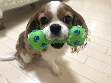 愛犬の知育玩具ボール